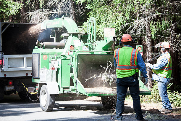 How Our Tree Care Process Works  in  Sun Prairie, WI